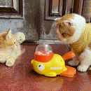 DuckFeed Play — Alimentação com diversão e estímulo